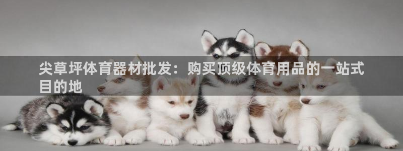 极悦娱乐股东名单：尖草坪体育器材批发：购买顶级体育用